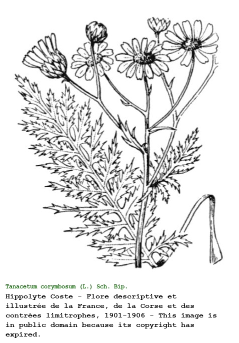 Tanacetum corymbosum (L.) Sch. Bip.